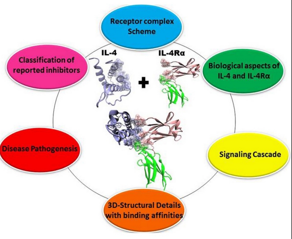 Wheel schematic indicating how interleukin 4 works in immunity