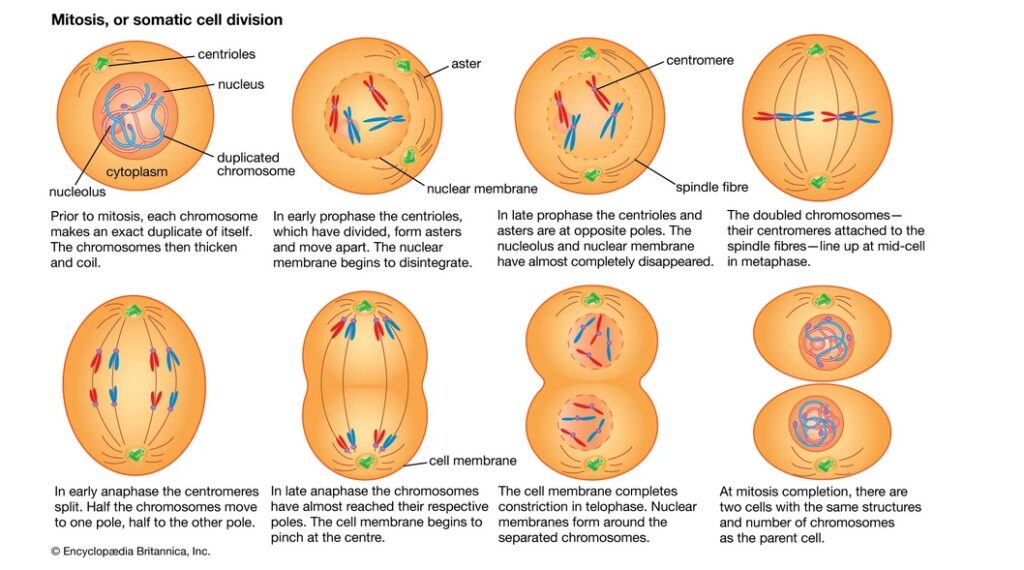 A microscopic image of a cell dividing, showing the chromosomes condensing and the spindle apparatus forming