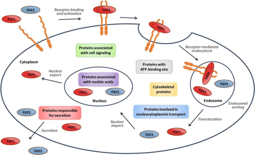 Schematic depiction of FGF interaction with various cytoplasmic proteins and nuclear proteins