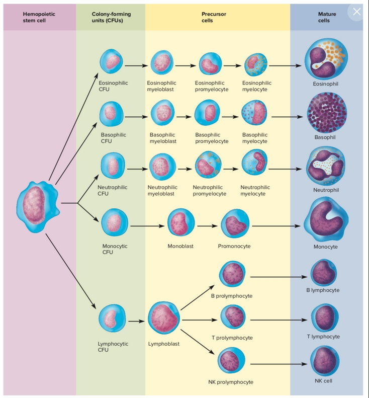 Stem Cell Culture: Flourishing in Pluripotency Media